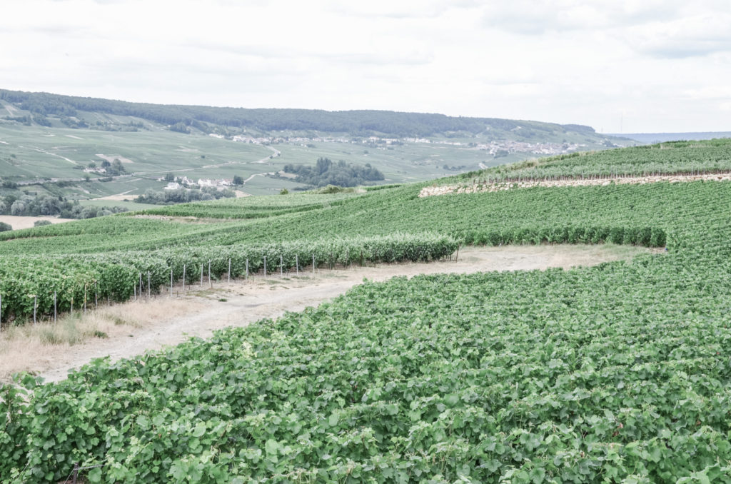 What we saw, tasted and learned during our trip to Champagne - Côte des Blancs and Épernay, including a short walk in Faux de Verzy. 