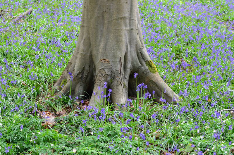 Modrý les Hallerbos neboli Bois de Hal přitahuje návštěvníky zejména na konci dubna, kdy je tu k vidění krásný modrý koberec tvořený rozkvetlými hyacinty.