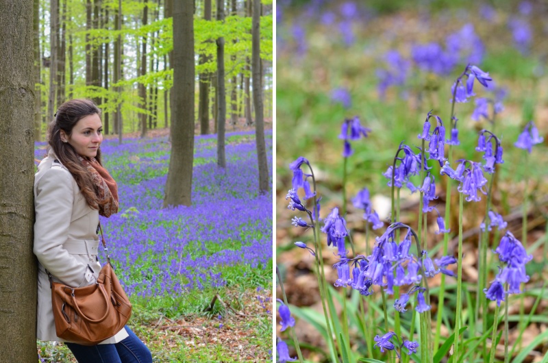 Modrý les Hallerbos neboli Bois de Hal přitahuje návštěvníky zejména na konci dubna, kdy je tu k vidění krásný modrý koberec tvořený rozkvetlými hyacinty.