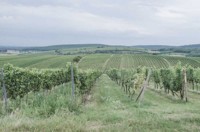Jižní Morava má krom cyklostezek, zámků a přírodních krás také ideální podmínky pro pěstování vinné révy a tak si tu také milovníci vína přijdou na své.