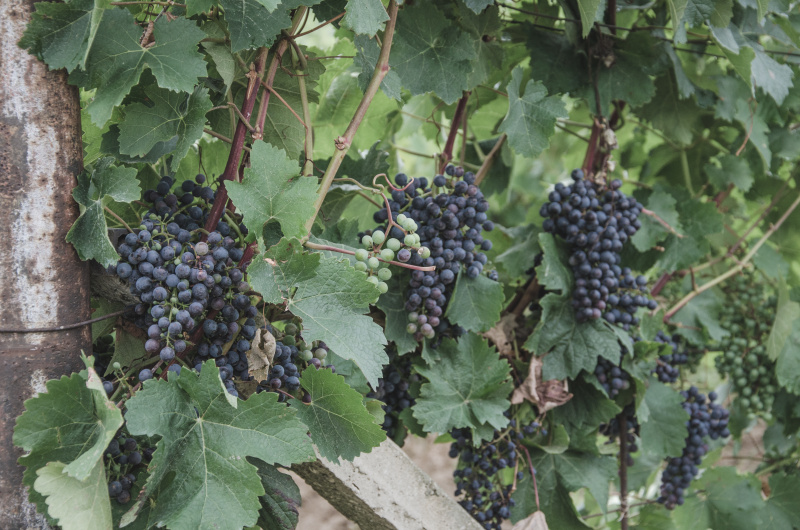Jižní Morava má krom cyklostezek, zámků a přírodních krás také ideální podmínky pro pěstování vinné révy a tak si tu také milovníci vína přijdou na své.