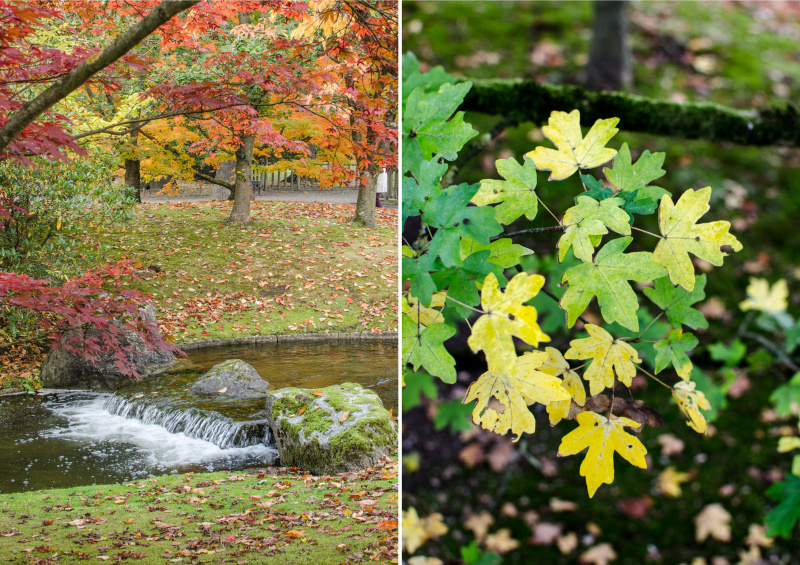 Což takhle na chvilkou zapomenout, že jsme ve staré známé Belgii a probudit v sobě podzmní radost uprostřed Japonské zahrady za krásného podzimního dne?