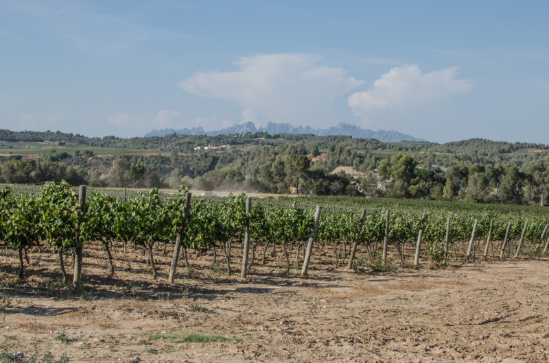 In this post, I will tell you about visiting Cava Codorníu, one of the major producers of cava, and Villafranca del Penedès, the Capital of this region. 