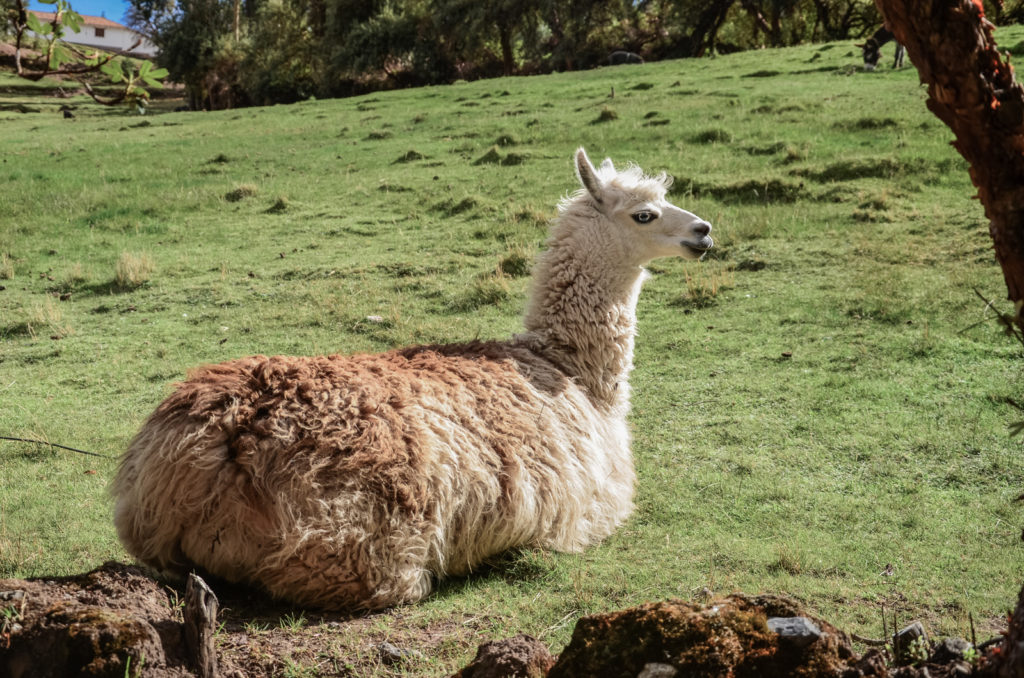 Cuzco je krásné město, které si v Peru nesmíte nechat ujít! V tomto článku vám povím, co se dá vidět ve městě Cuzco a okolí - včetně inckých ruin.