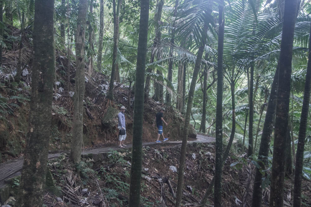 deštný prales El Yunque, Puerto Rico