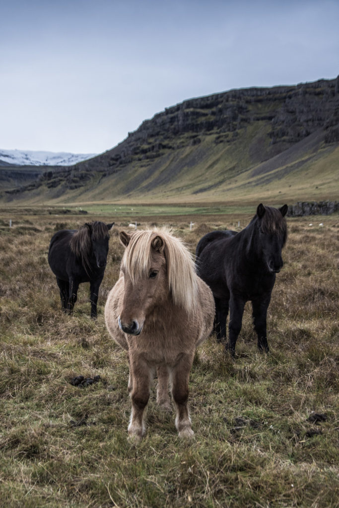Tady je pár řádek o jihovýchodní části Islandu - podíváme se za islandskými koňi, do ledovcové laguny, k několika krásným vodopádům a na černou pláž.