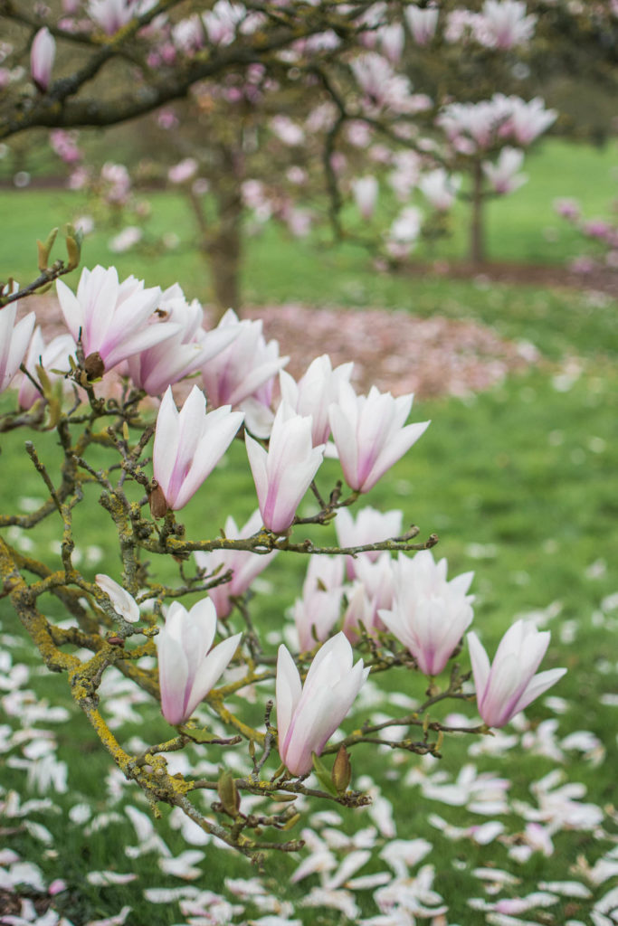 Many different varieties of Magnolia trees bloom in Arboretum Wespelaar each April. Easily accessible by public transport or car, it is a great trip from Brussels.