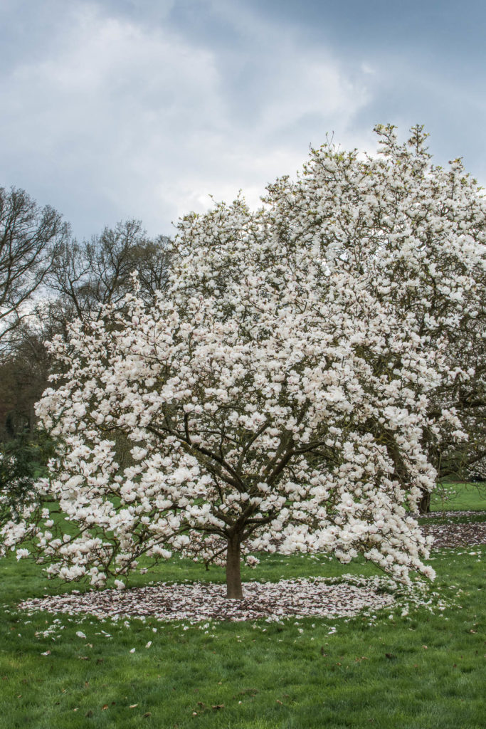 Many different varieties of Magnolia trees bloom in Arboretum Wespelaar each April. Easily accessible by public transport or car, it is a great trip from Brussels.