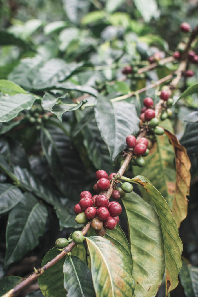 Vzhledem k tomu, že je Kolumbie jeden z největších exportérů kávy na světě, nebylo možné, abychom vynechali zastávku v Salentu za kolumbijskou kávou.