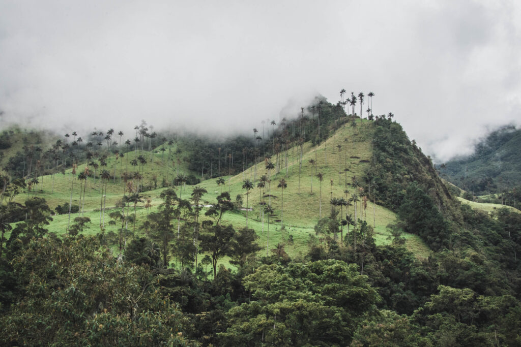 Hiking in the stunning Cocora Valley National Park among the tall wax palm trees reaching the clouds is a MUST DO activity when you are in Colombia! 