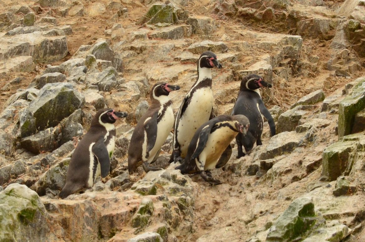 Ostrovy Ballestas, jemž je také přezdíváno Galapágy pro chudé, jsou skupinka ostrůvků poblíž městečka Paracas na jižním pobřeží Peru.