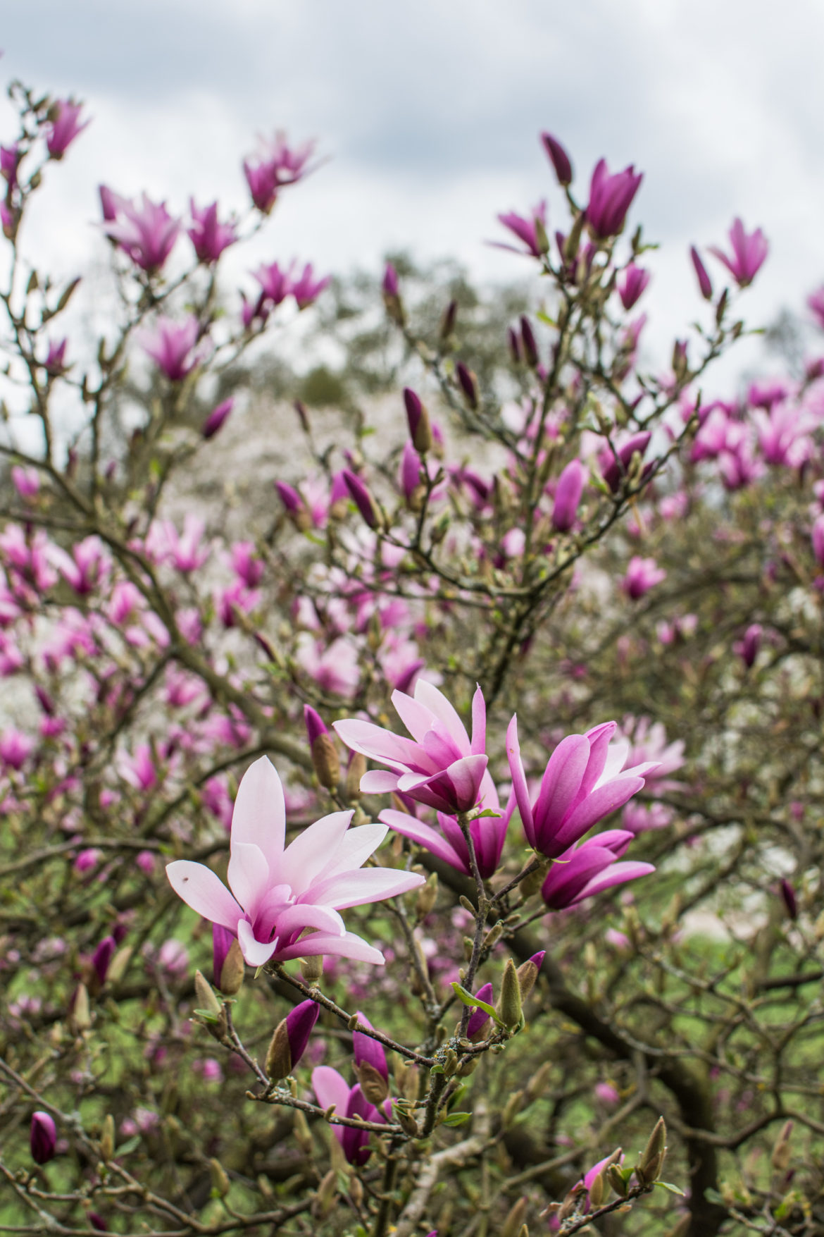 Every year at the beginning of April, you can see different varieties of Magnolia trees in bloom at the Meadow of Arboretum Wespelaar. Easily accessible by either public transport or car, this place is a great option for a half-day trip from Brussels.