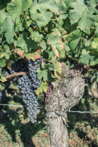 By the end of September, I met my friends in Bordeaux and we enjoyed a nice weekend in the town and beyond, with some wine degustation too.