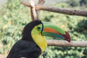 High in the mountains near Colombian town Minca, you can find a coffee and cocoa farm where you can meet a domesticated toucan! Here is how was our stay!