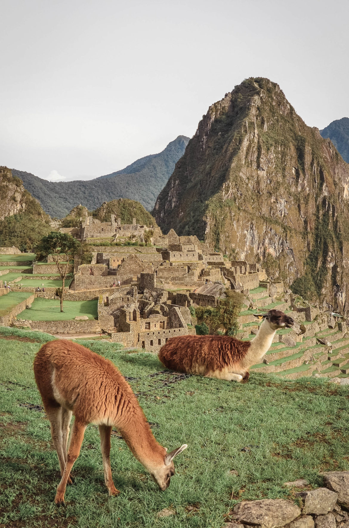 Machu Picchu je národní hrdostí Peru a není divu. Během svých dob šlo o důležité kulturní, politické a náboženské centrum Incké říše. 